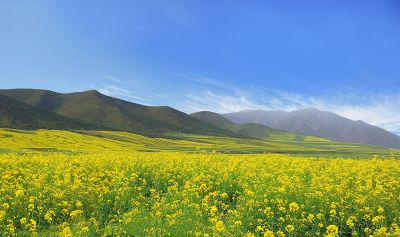 衡山萬畝機直播油菜花盛開